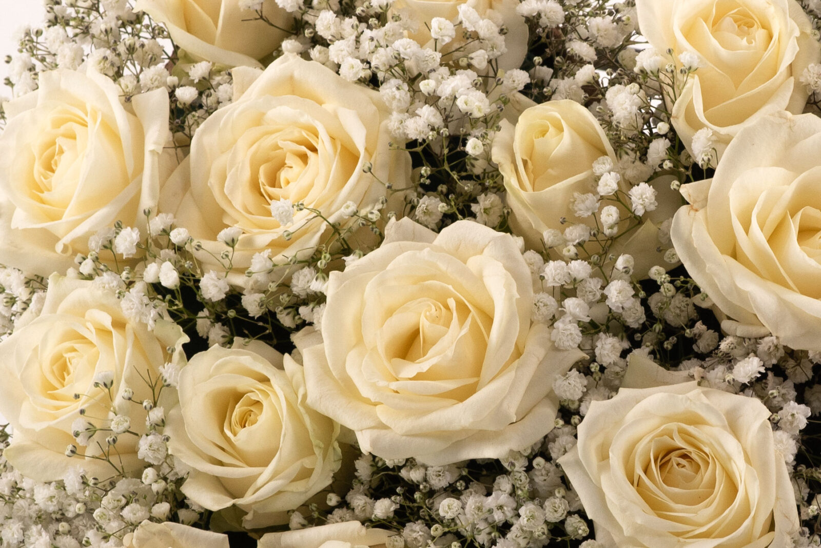 Cor petit blanc.
