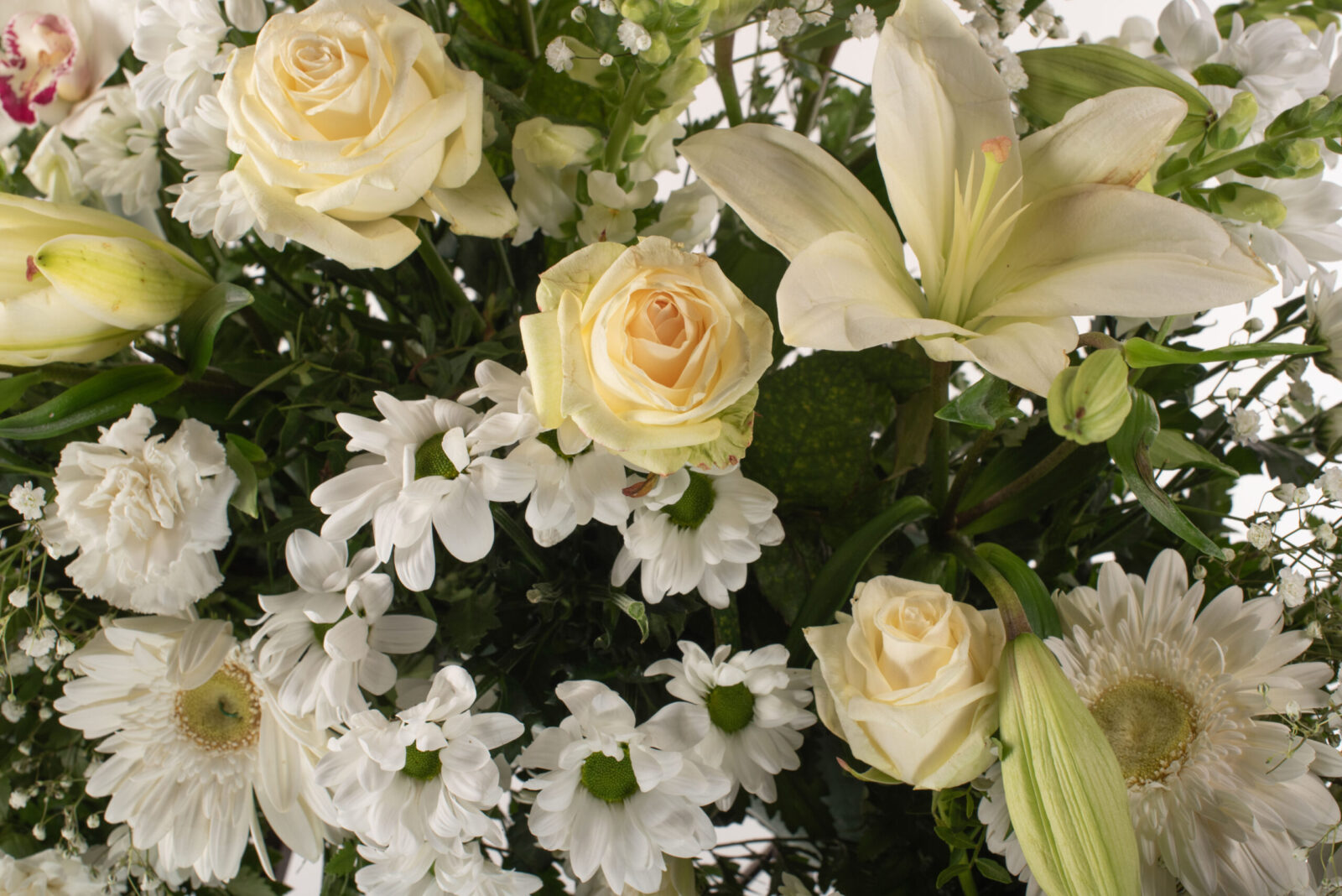 Corona gran blanca
