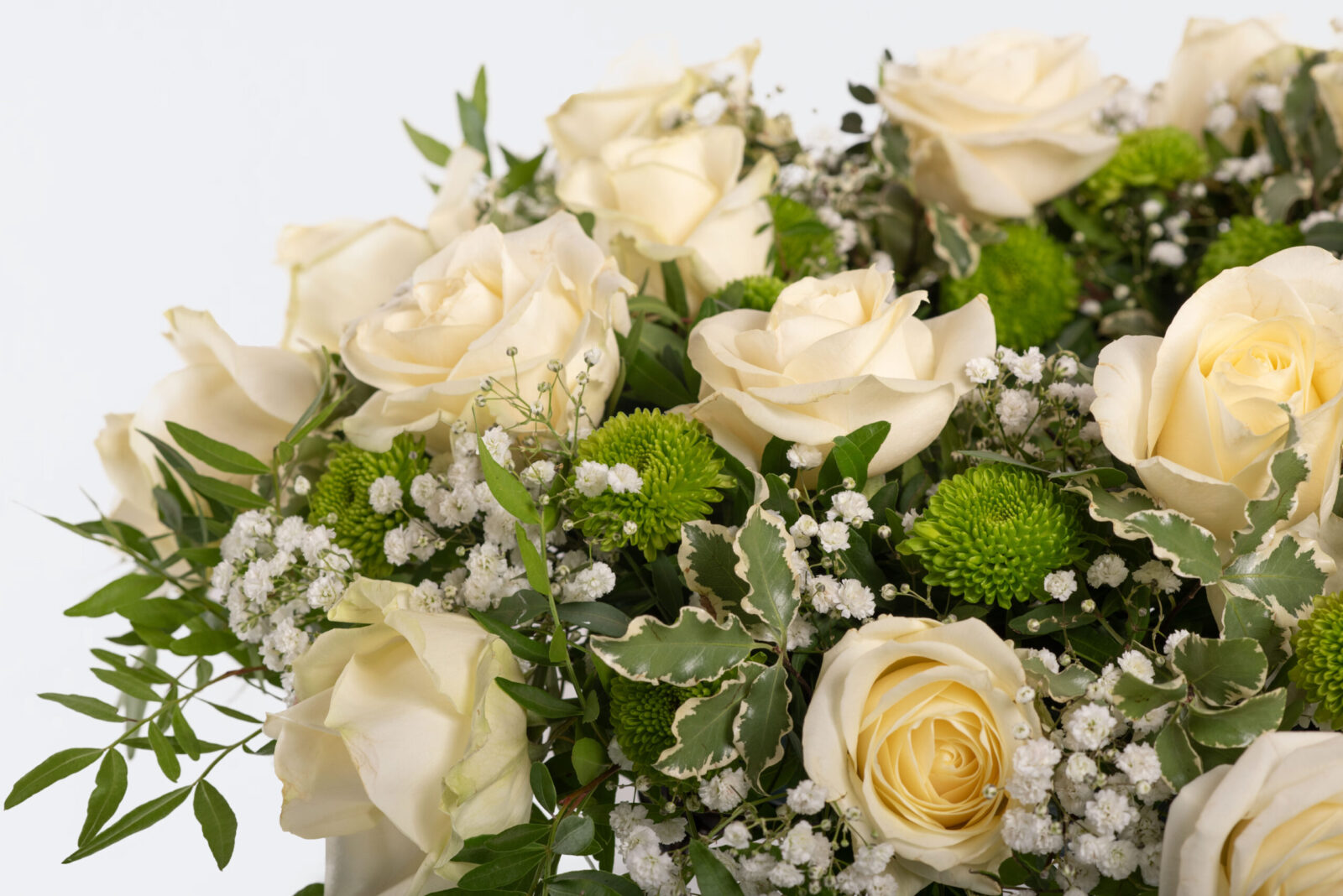 Coroneta blanca.